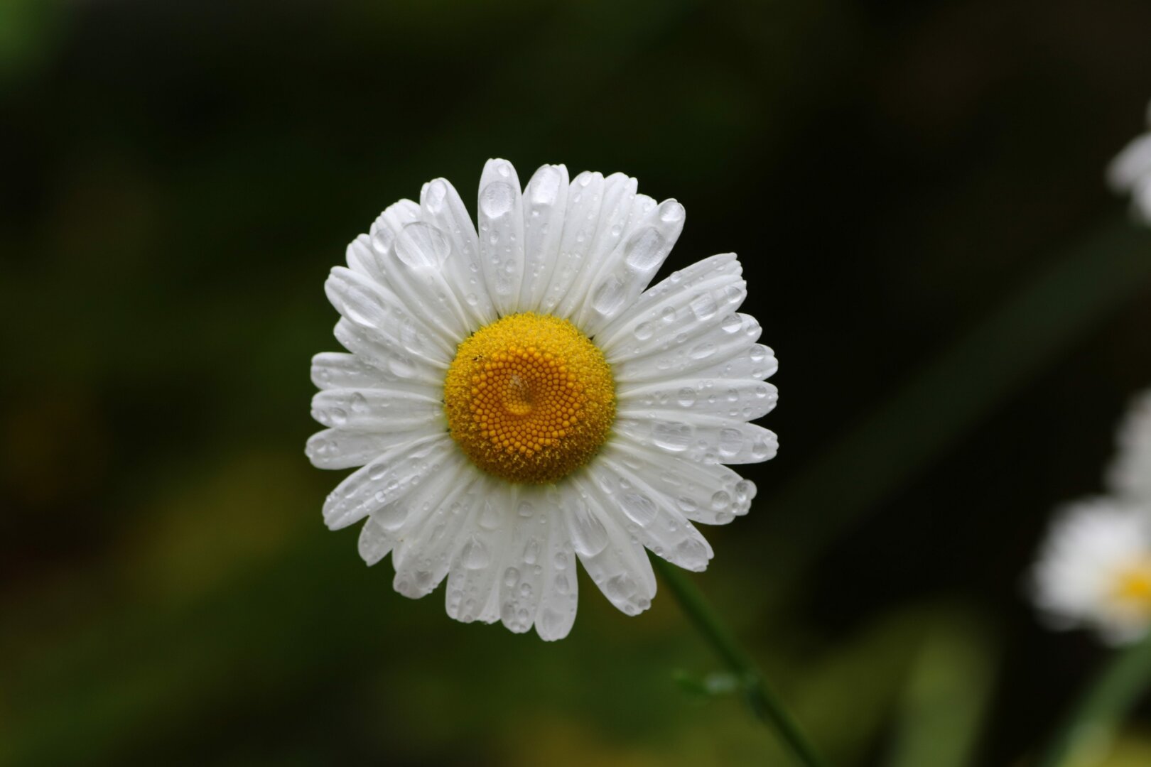 Macro photograph of an open daisy, taken from the front, showing its yellow center surrounded by white petals, weighed down by raindrops, luminescent in white light. The background is dark green, in shadow.

Photographie macro d'une fleur de marguerite ouverte, prise de face et montrant son centre jaune entouré de pétales blancs, alourdis par le poids des gouttes de pluie qui les recouvrent, luminescente dans la lumière blanche. L'arrière-plan est vert foncé, dans l'ombre.