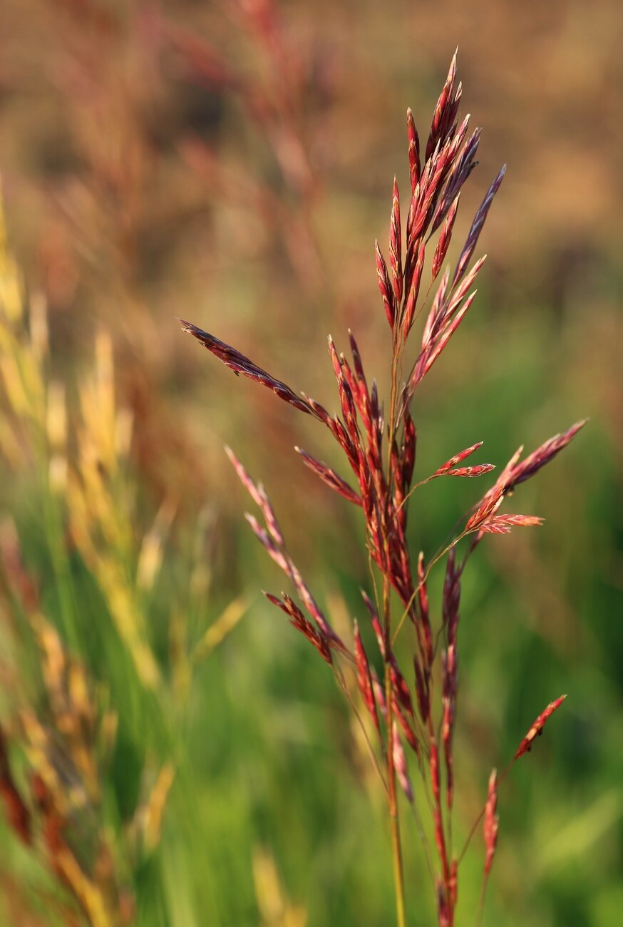 Photograph of the flower spikes of a grass, very red and swaying in the sun, in the middle of a very green field and other similar spikes, blurred in the background.

Photographie des épis de fleurs d'une graminée, très rouges et se balançant au soleil, au milieu d'un champ très vert et d'autres épis semblables, flous en arrière-plan.