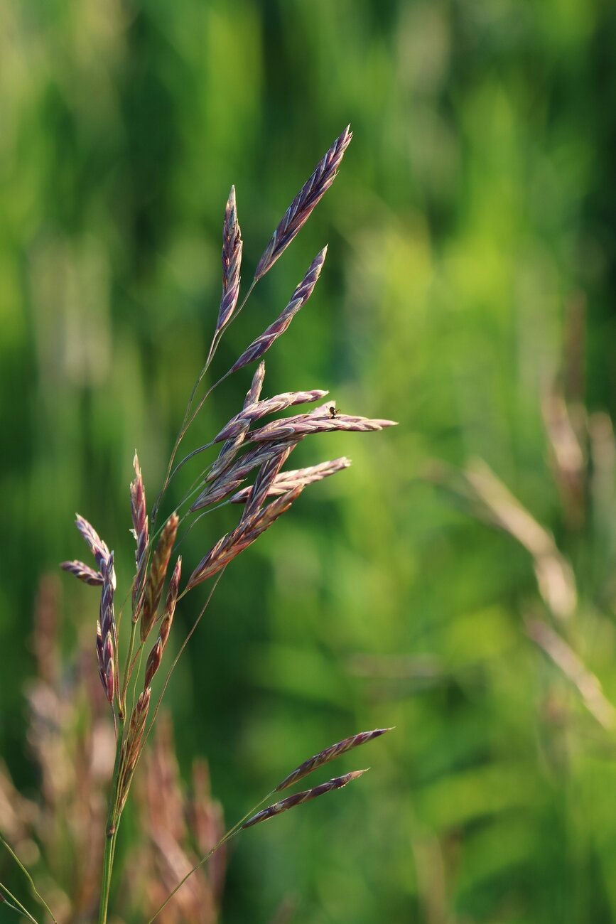Photograph of the flower spikes of a grass, possibly smooth brome, red and silver and swaying in the sun, in the middle of a very green field and other similar spikes, blurred in the background.

Photographie des épis de fleurs d'une graminée, peut-être de la brome inerme, rouges et argentés et se balançant au soleil, au milieu d'un champ très vert et d'autres épis semblables, flous en arrière-plan.