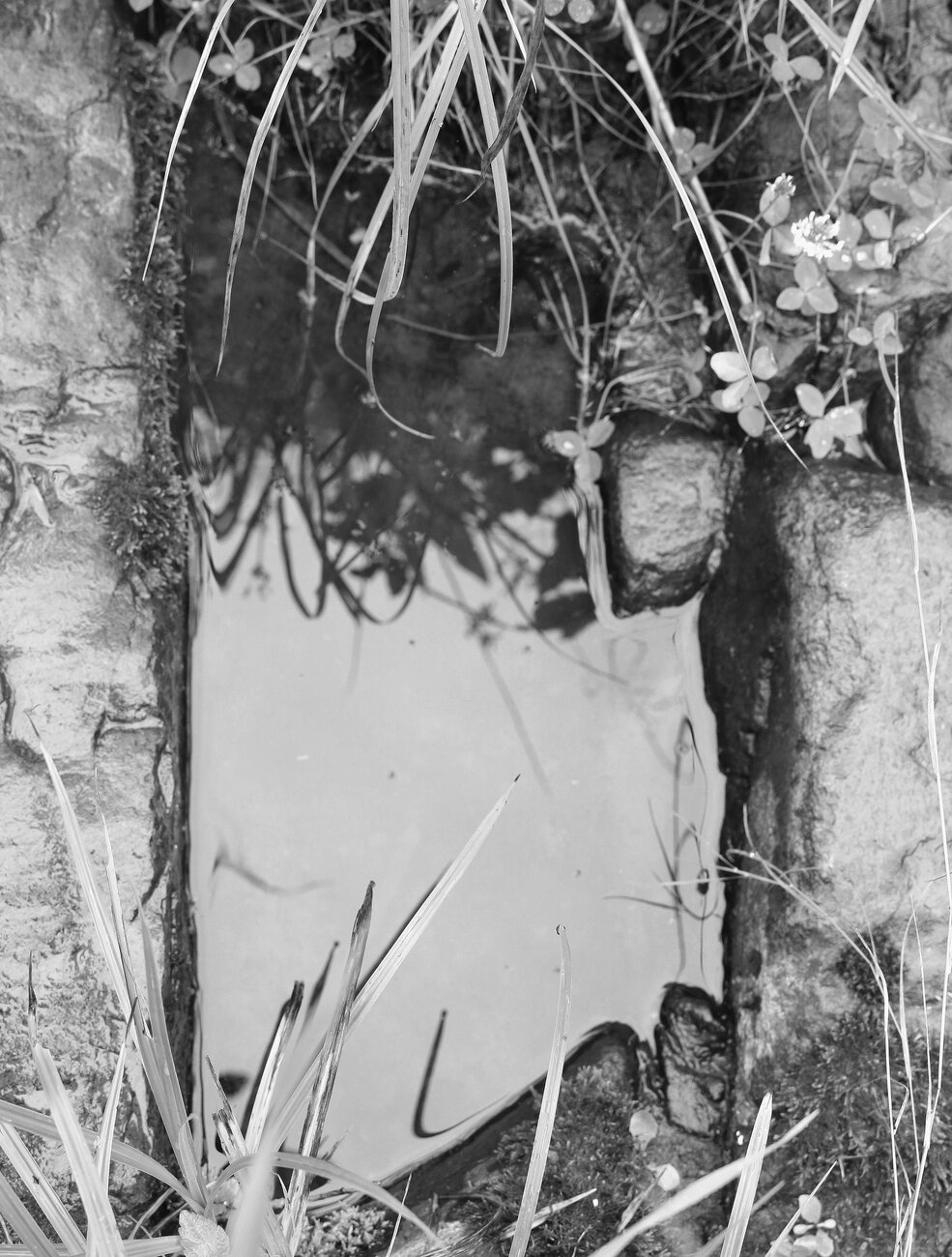 Black and white photograph of the surface of water pooling between damp rocks near a pond, in a rectangular-shaped depression, surrounded by foliage of grasses and clover. Their shadows are cast on the surface of the murky water, which also reflects the white sky.

Photographie noir et blanc de la surface de l'eau accumulée entre les roches humides près d'une mare, dans un trou de forme rectangulaire, entourée de feuillage d'herbes et de trèfles. Leur ombre est projetée à la surface de l'eau trouble, qui reflète aussi le ciel blanc.