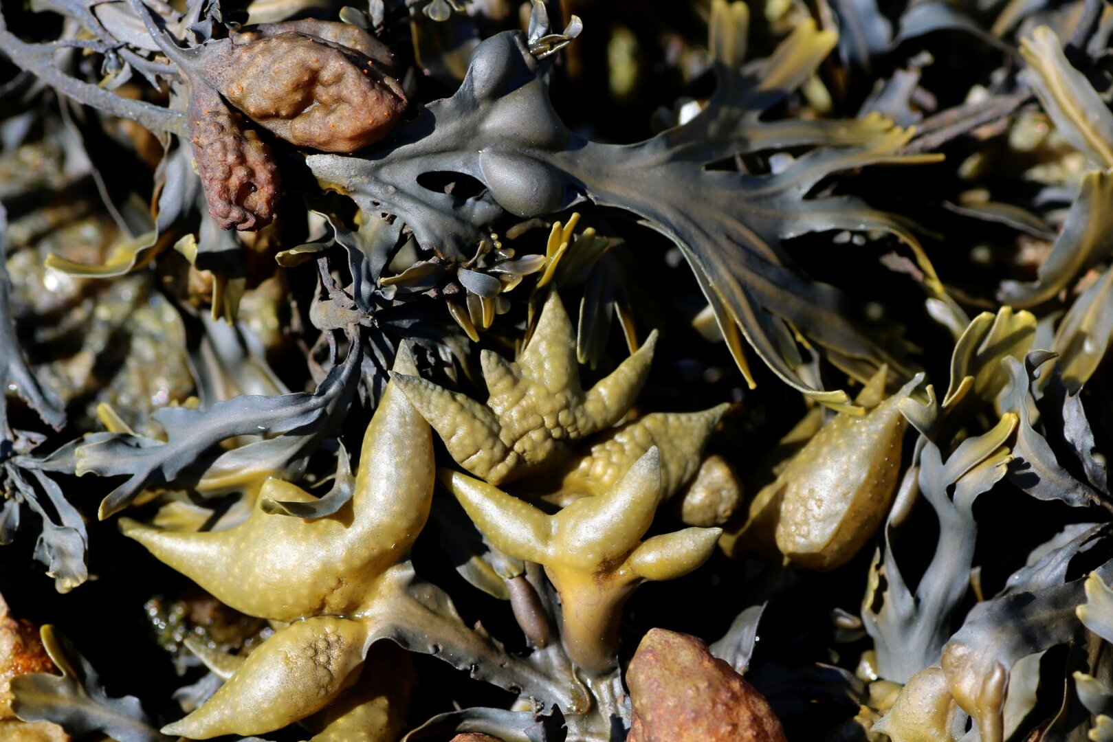 Photograph of a cluster of kelp in the sun, with the stems and leaves dark brown almost black, and yellow and orange vesicles, full of air.

Photographie d'un amas de varech au soleil, avec les tiges et les feuilles brun foncé presque noir, et des vésicules jaunes et oranges, pleines d'air.
