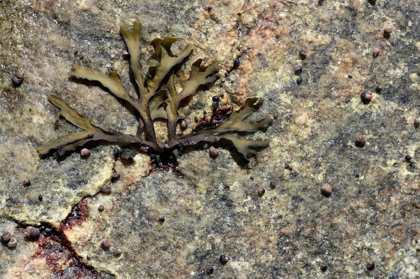 Photograph of a brown-green algae lying flat on a grey rock veined with brown and pink, with very small pinkish-brown shells scattered about. The seaweed looks like half a snowflake, with four branching arms.

Photographie d'une algue brun-vert à plat sur un rocher gris veiné de brun et de rose, avec de très petits coquillages brun rosâtre éparpillés. L'algue ressemble à un demi flocon de neige, avec quatre bras ramifiées.