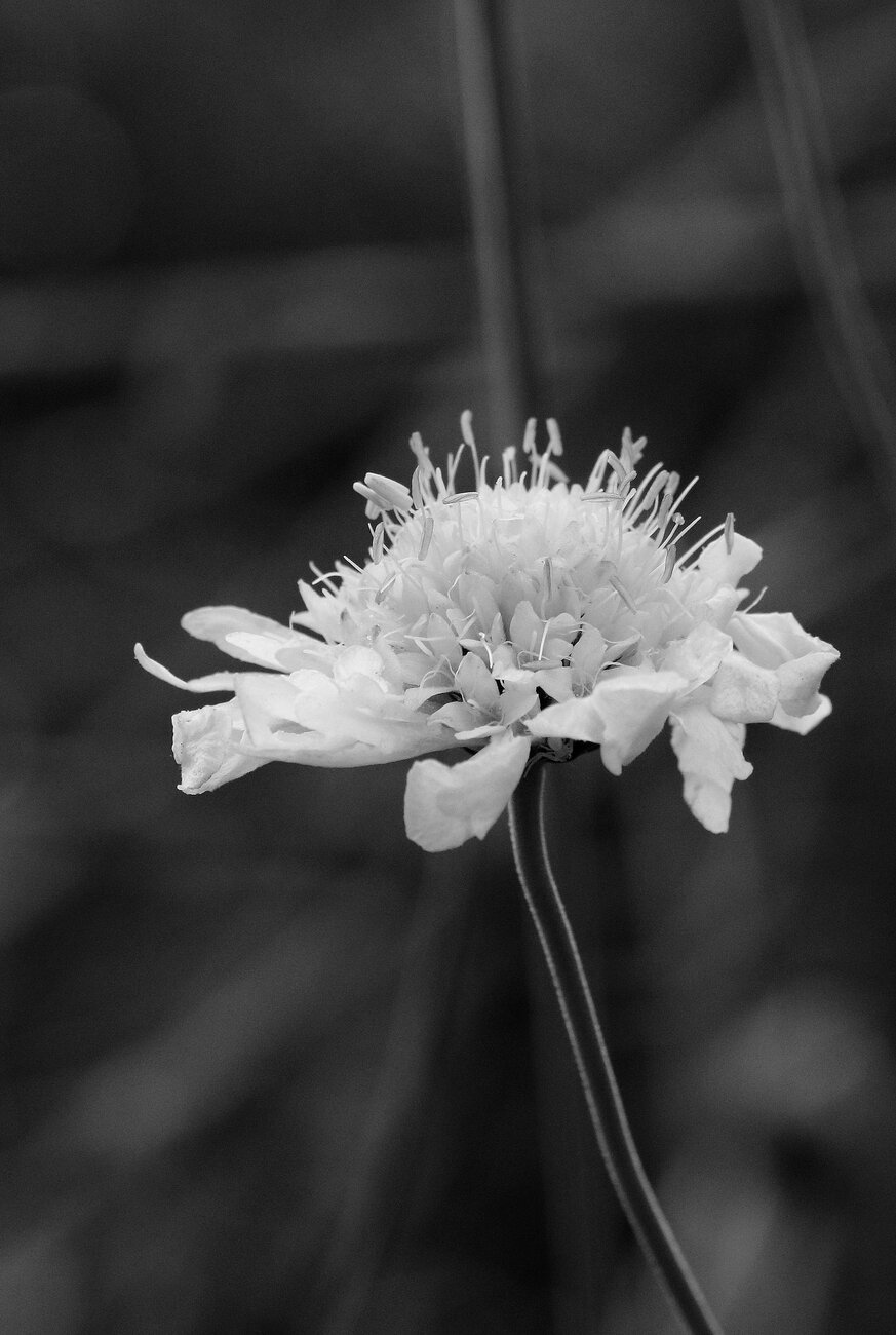 A black and white macro photograph of a pincushion flower at the end of its stem, with its pale, ruffled petals and numerous stamens on its bulbous center. The background is dark.

Photographie macro en noir et blanc d'une fleur de scabieuse au bout de sa tige, avec ses pétales pâles au look chiffonné et nombreuses étamines sur son centre bulbeux. L'arrière-plan est sombre.