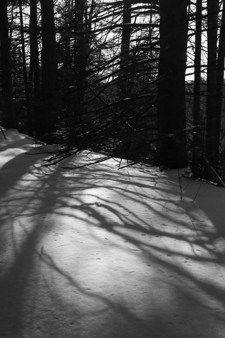A black and white photograph of a dark spruce forest in winter, with the ground covered in smooth white snow. The bright sun is behind the trees and casts the shadows of large spruce trees with bare lower branches onto the snow towards the front and bottom of the photograph, creating horizontal streaks. In the background, the trees contrast against the white sky.
Photographie noir et blanc d'une forêt sombre d'épinettes en hiver, avec le sol recouvert de neige blanche lisse. Le soleil éclatant est à l'arrière des arbres et projette l'ombre de grosses épinettes avec les branches inférieures dénudées, sur la neige vers l'avant et le bas de la photo, créant des zébrures horizontales. À l'arrière les arbres contrastent contre le ciel blanc.