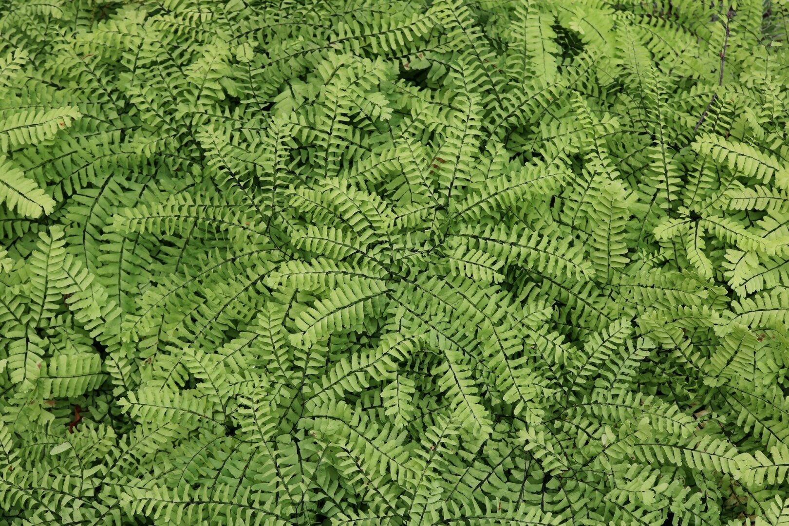 Photograph of a carpet of green ferns taken from above, showing their fan-like shape, with almost black stems and delicate fronds. Ferns completely fill the photo and the eye sweeps all this greenery and these patterns in search of a place to land.

Photographie d'un tapis de fougères vertes prise du haut, montrant leur forme en éventail, avec des tiges presque noires et de délicates frondes. Les fougères remplissent complètement la photo et l'oeil balaie toute cette verdure et ces motifs à la recherche d'un endroit où se poser.