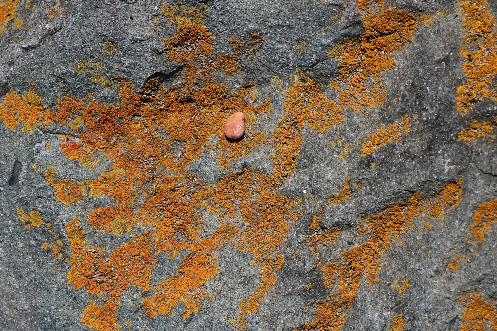 Orange sea lichen - Lichen encroûtant orange (Caloplaca marina)

Close-up photograph of the surface of a grey rock covered with patches of bright orange lichen. A small, rounded, smooth pinkish-orange pebble rests on the lichen and rock in the centre of the image.

Photographie en gros plan de la surface d'un rocher gris recouvert de plaques de lichen orange vif. Un petit caillou orange rosé, arrondi et lisse, repose sur le lichen et la roche au centre de l'image.