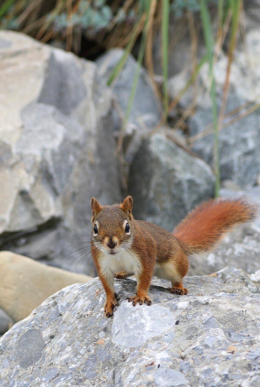 Photograph of a red squirrel, with a white belly and a long bushy tail, black eyes and whiskers on all four legs and alert on gray rocks, intensely looking at the photographer who disturbed it.

Photographie d'un écureuil roux, avec le ventre blanc et, une longue queue touffue, les yeux et les moustaches noirs, sur ses quatre pattes et en alerte sur des rochers gris, regardant intensément la photographe qui l'a dérangé.
