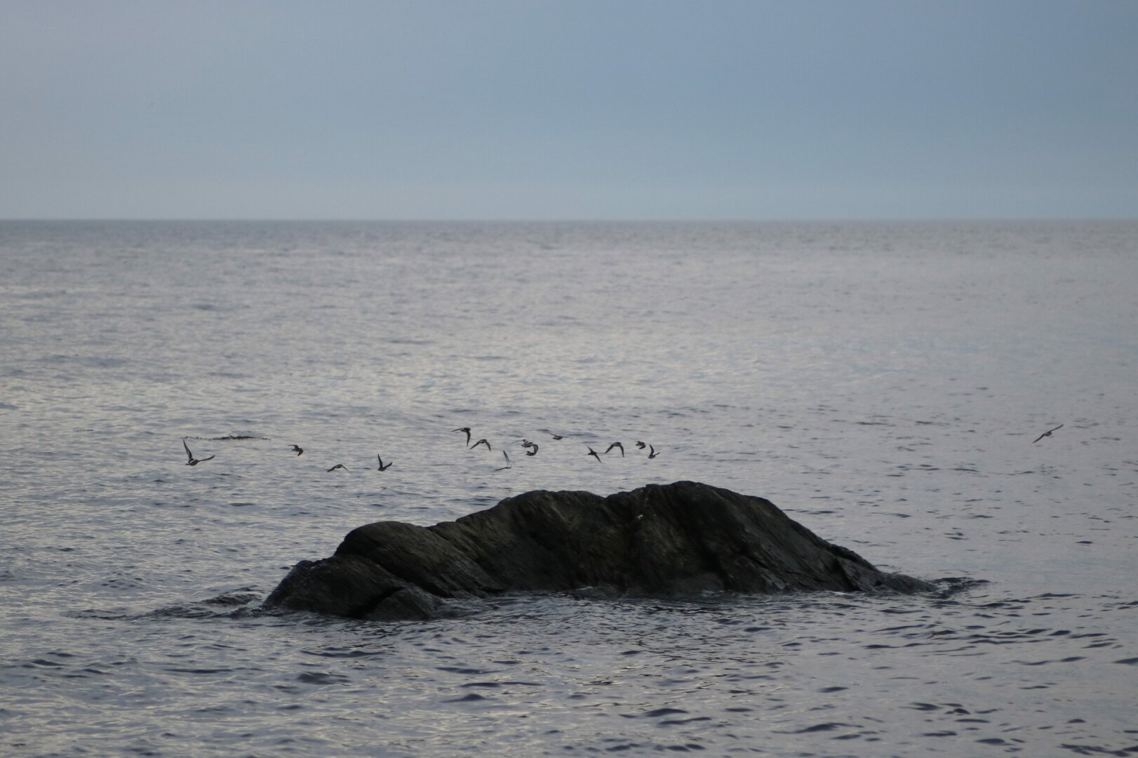 Photograph of a large dark gray rock submerged by the rising tide, surrounded by the agitated steel blue sea, and flown over by a dozen seabirds, looking for a place to land. The sky is pale blue above the sea.

Photographie d'un gros rocher gris foncé submergé par la marée montante, entouré de la mer bleu acier agitée, et survolé par une douzaine d'oiseaux marins, cherchant un endroit où se poser. Le ciel est bleu pâle au-dessus de la mer.