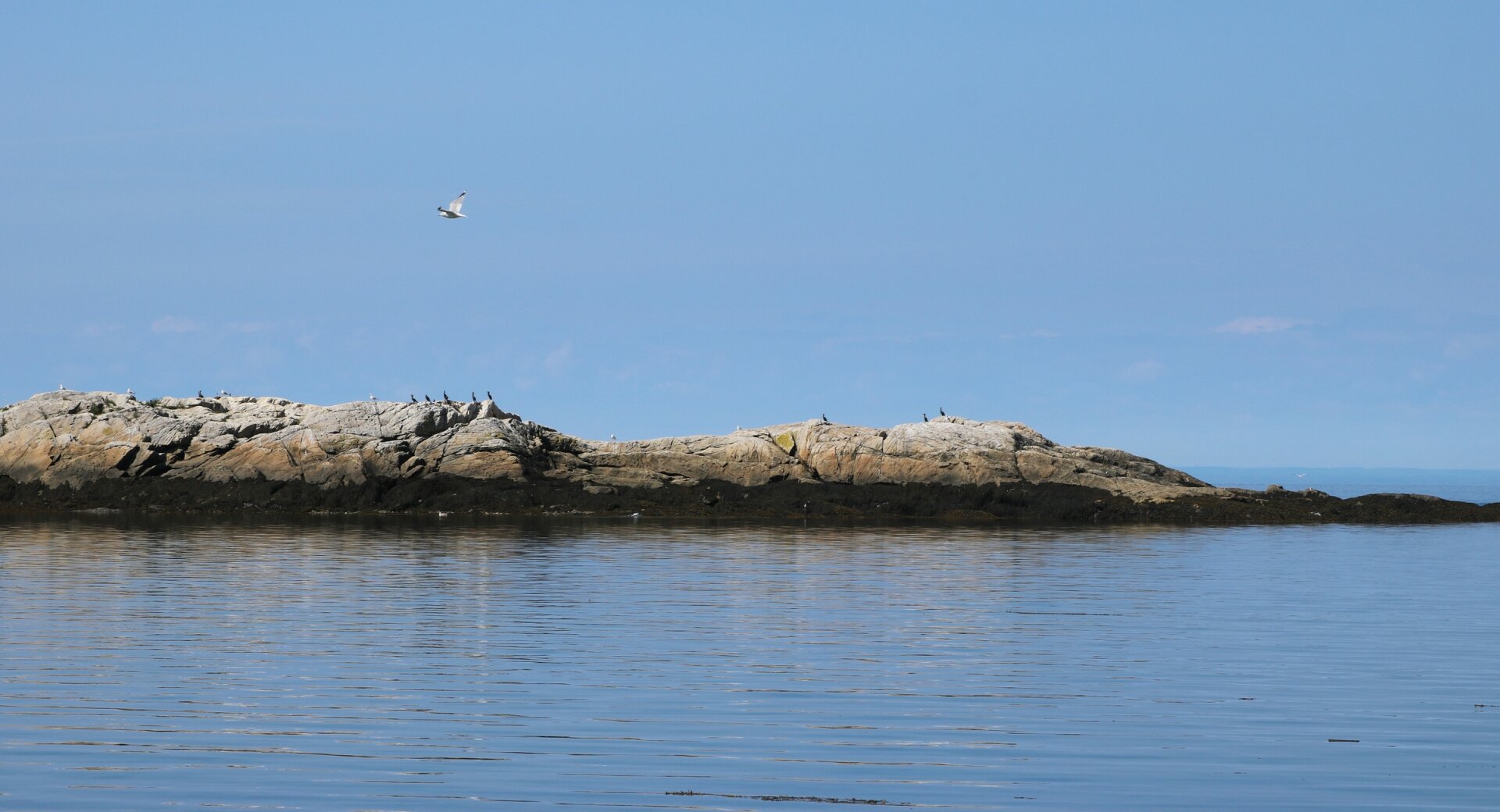Photograph of a small linear island, formed by brown rocks, with some white sea birds perched and flying around, in the middle of a blue sea and under a sky almost of the same blue, erasing the horizon behind.

Photographie d'une petite île linéaire, formée de rochers bruns, avec quelques oiseaux de mer blancs perchés et volant autour, au milieu d'une mer bleue et sous un ciel presque du même bleu, effaçant l'horizon derrière.