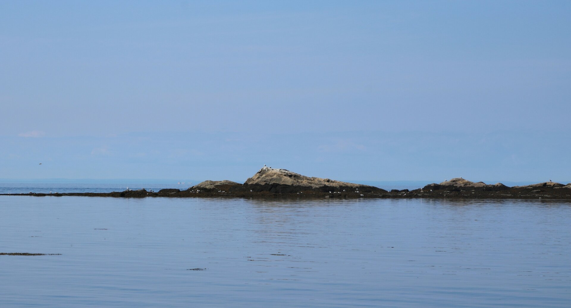 Photograph of a small linear island, formed by brown rocks, with some white sea birds perched and flying around, in the middle of a blue sea and under a sky almost of the same blue, erasing the horizon behind.

Photographie d'une petite île linéaire, formée de rochers bruns, avec quelques oiseaux de mer blancs perchés et volant autour, au milieu d'une mer bleue et sous un ciel presque du même bleu, effaçant l'horizon derrière.