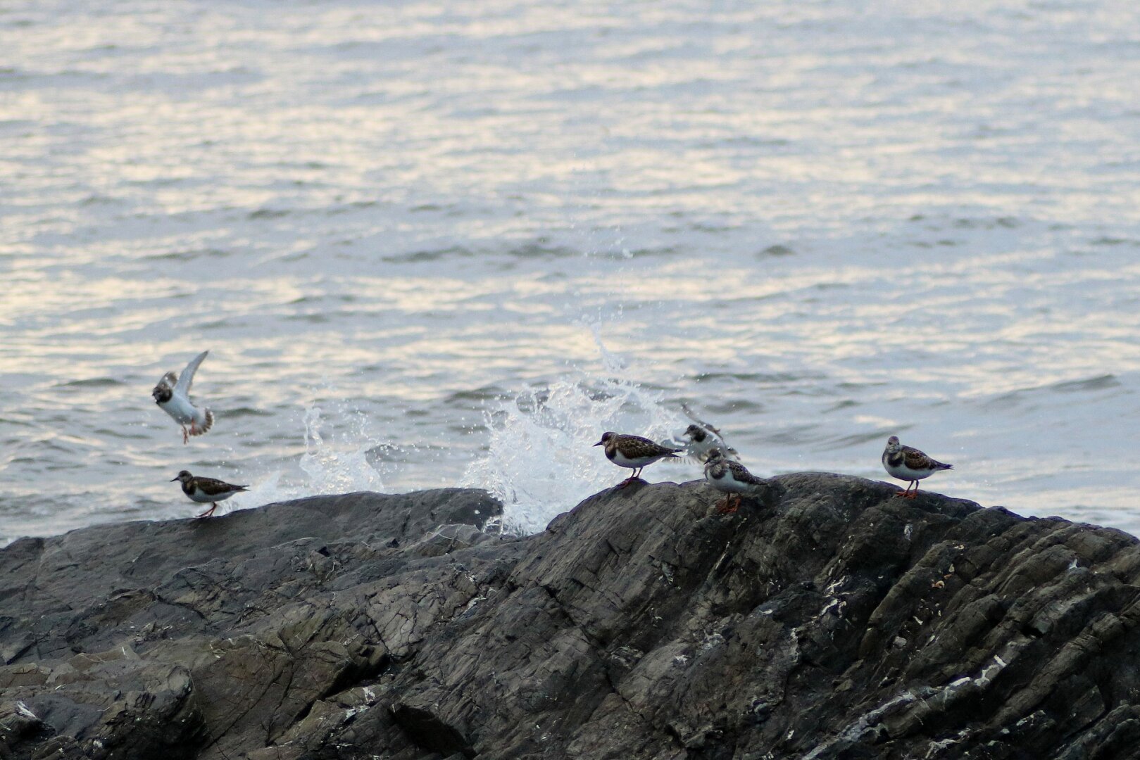 Photograph of six ruddy turnstone birds, resting on the ridge of a large dark gray rock, struck by a wave coming from behind. The rock is in the middle of a steel blue rough sea visible behind, in the upper half of the image, reflecting the sunlight.

Photographie de six tournepierres à collier, reposant sur la crête d’un grand rocher gris foncé, frappé par une vague venant de l'arrière. Le rocher est au milieu d’une mer bleu acier visible derrière, dans la moitié supérieure de l’image, reflétant la lumière du soleil.