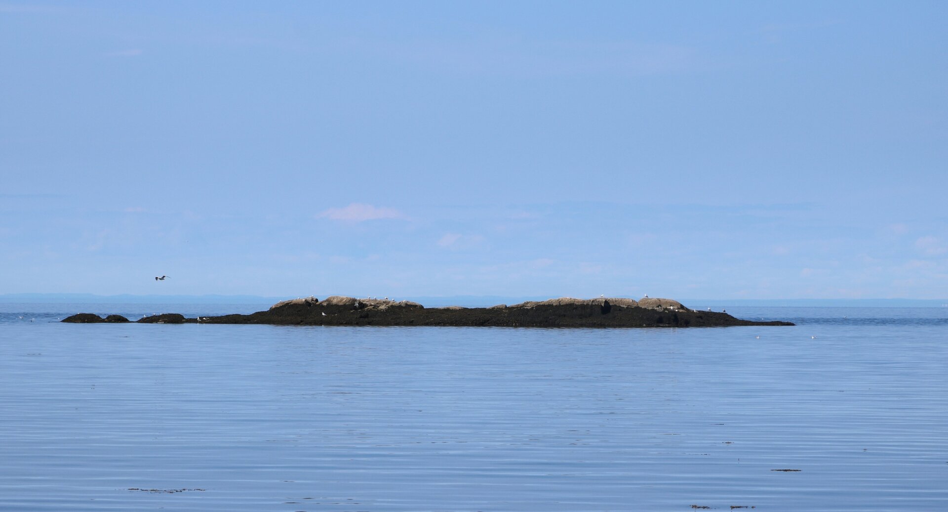 Photograph of a small linear island, formed by brown rocks, with some white sea birds perched and flying around, in the middle of a blue sea and under a sky almost of the same blue, erasing the horizon behind.

Photographie d'une petite île linéaire, formée de rochers bruns, avec quelques oiseaux de mer blancs perchés et volant autour, au milieu d'une mer bleue et sous un ciel presque du même bleu, effaçant l'horizon derrière.