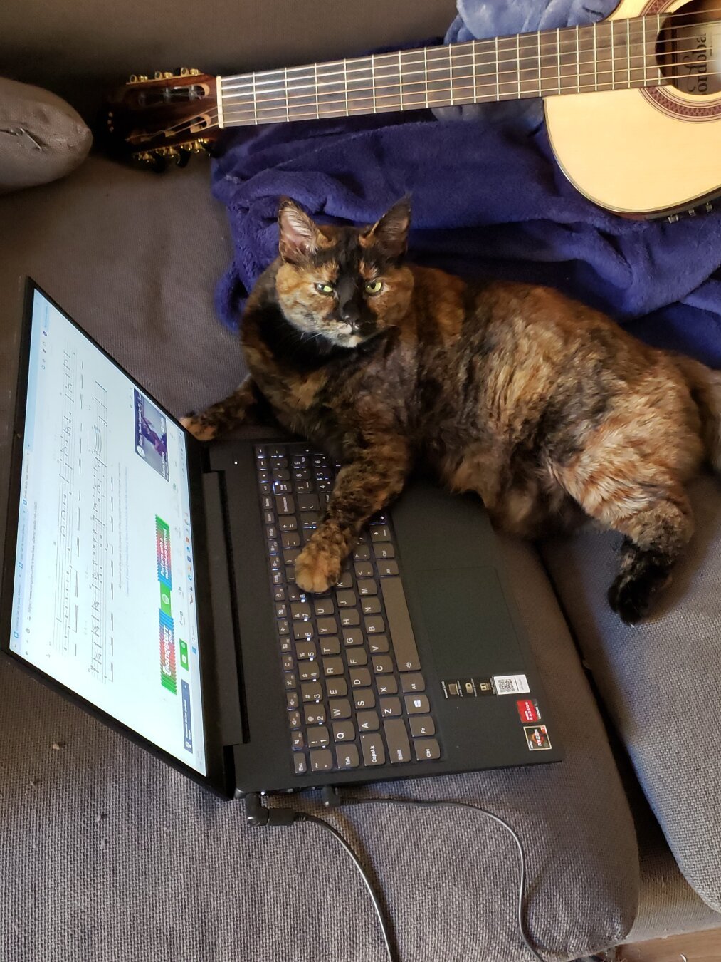 A fat tortoiseshell cat sitting on a blue couch with one paw on a laptop. An acoustic guitar is visible in the background.