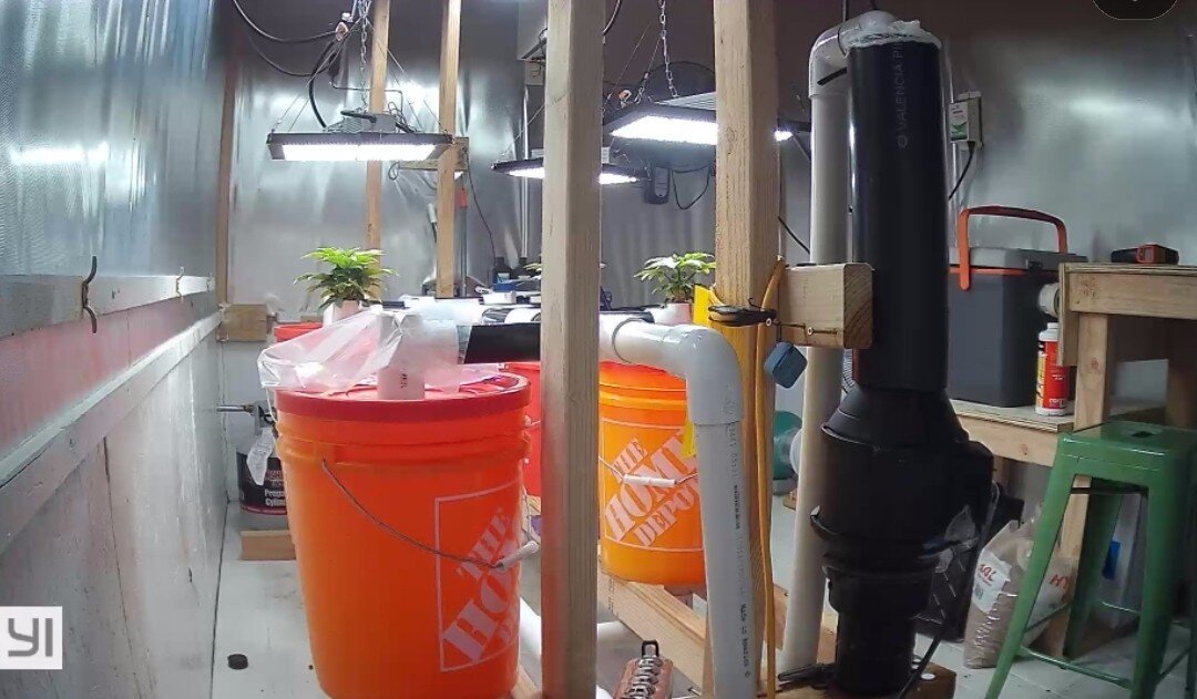 Small cannabis plants growing in a fogponic system built with orange Home Depot buckets and PVC.