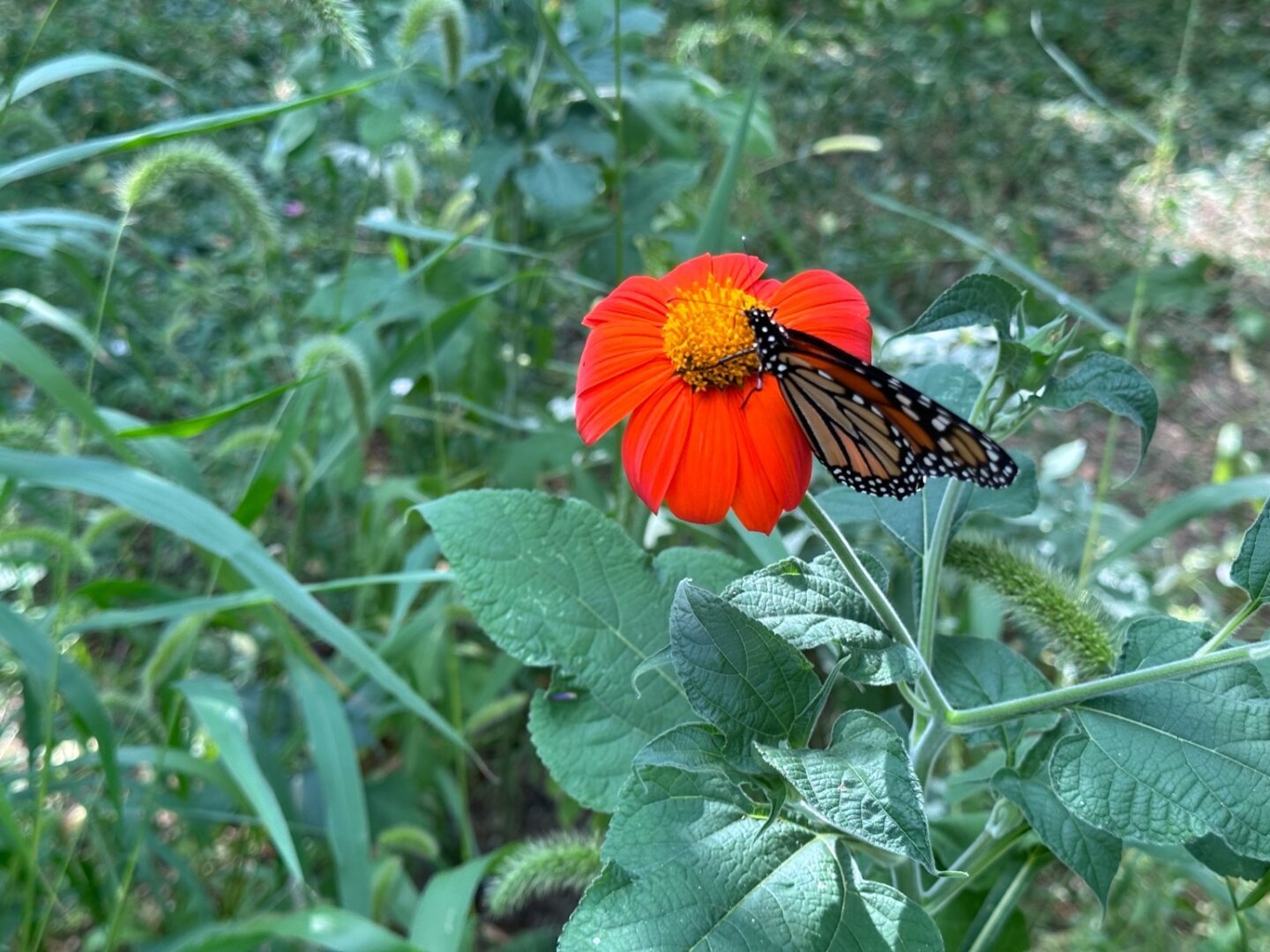 A monarch butterfly, wings folded, sits on a vibrant red Mexican Sunflower. The bloom and the animal are the lone splashes of color in this image full of green stems and leaves of other plants.