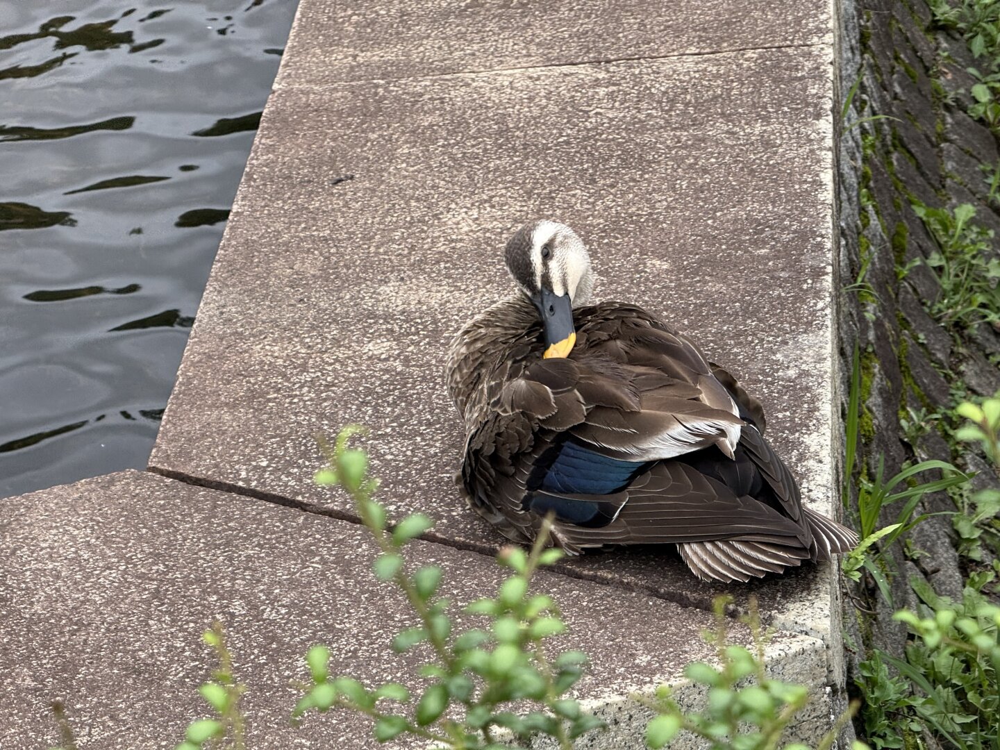 A spot-billed duck preening its feathers