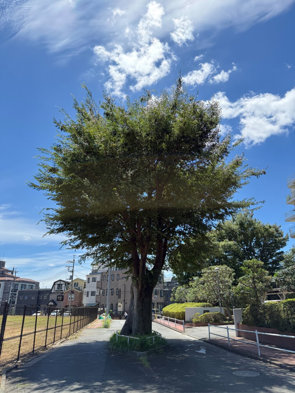 A towering tree growing tall and uncut in the middle of the sidewalk, beneath the blue sky.