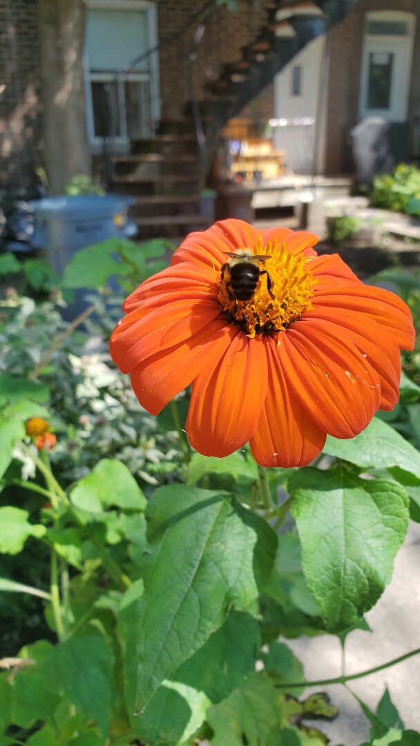 Closeup of a Bumblebee collecting pollen in a bright orange flower