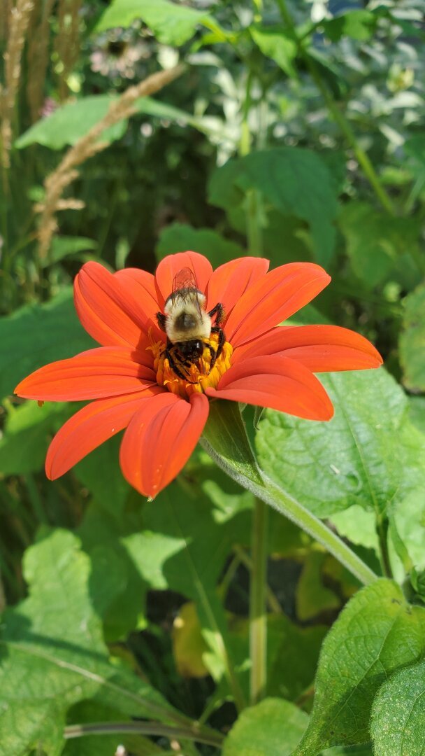 Closeup of a Bumblebee collecting pollen in a bright orange flower