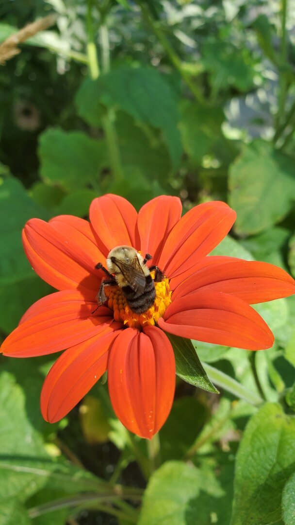 Closeup of a Bumblebee collecting pollen in a bright orange flower