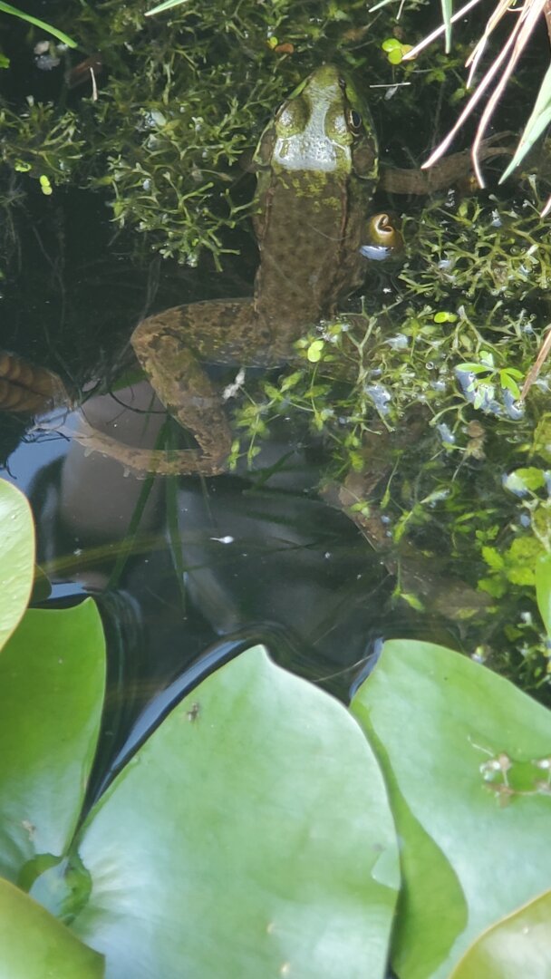 An adult frog resting at the edge of a pond at the Montreal Botanical Gardens, with just its head poking out of the water.