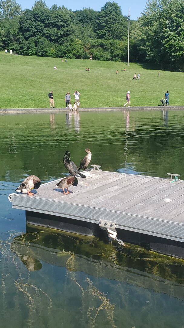 Cormorants and mallards at Beaver Lake, Montreal