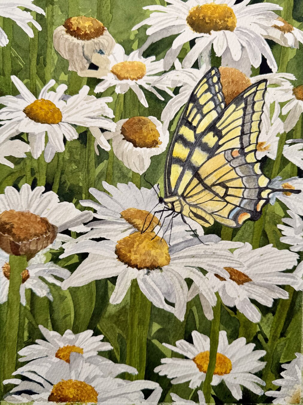 A vibrant yellow swallowtail butterfly rests delicately on a cluster of white daisies, its wings spread wide to reveal intricate black veining and touches of blue and orange near the tail.