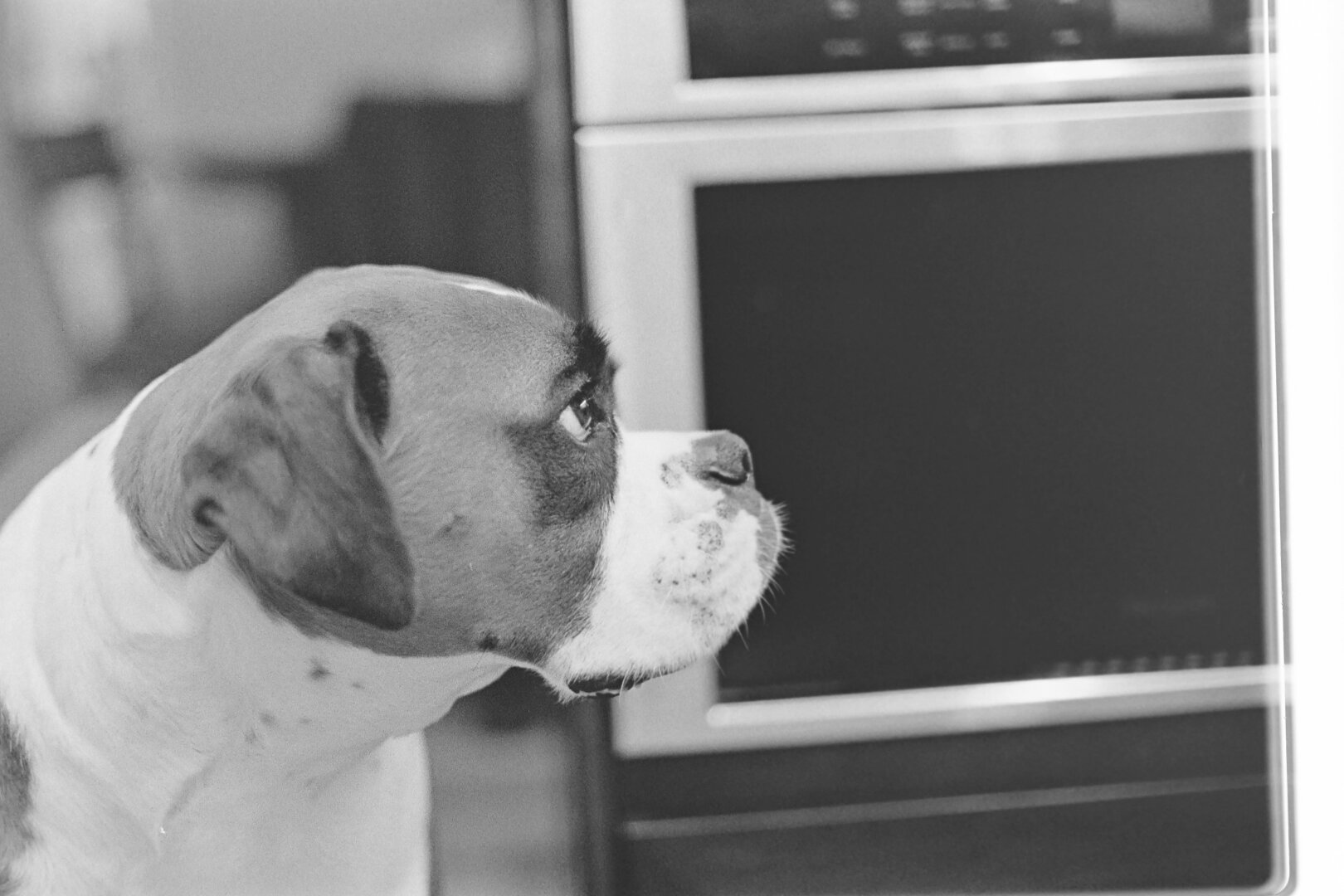 B&W picture of a dog