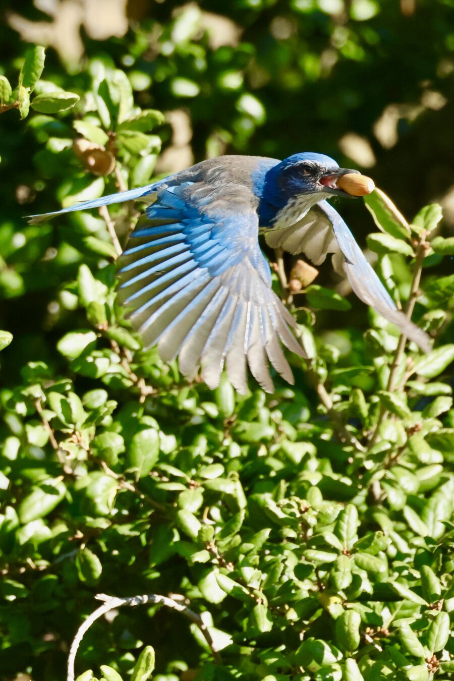 a blue and white bird in flight carries an acorn in its beak.