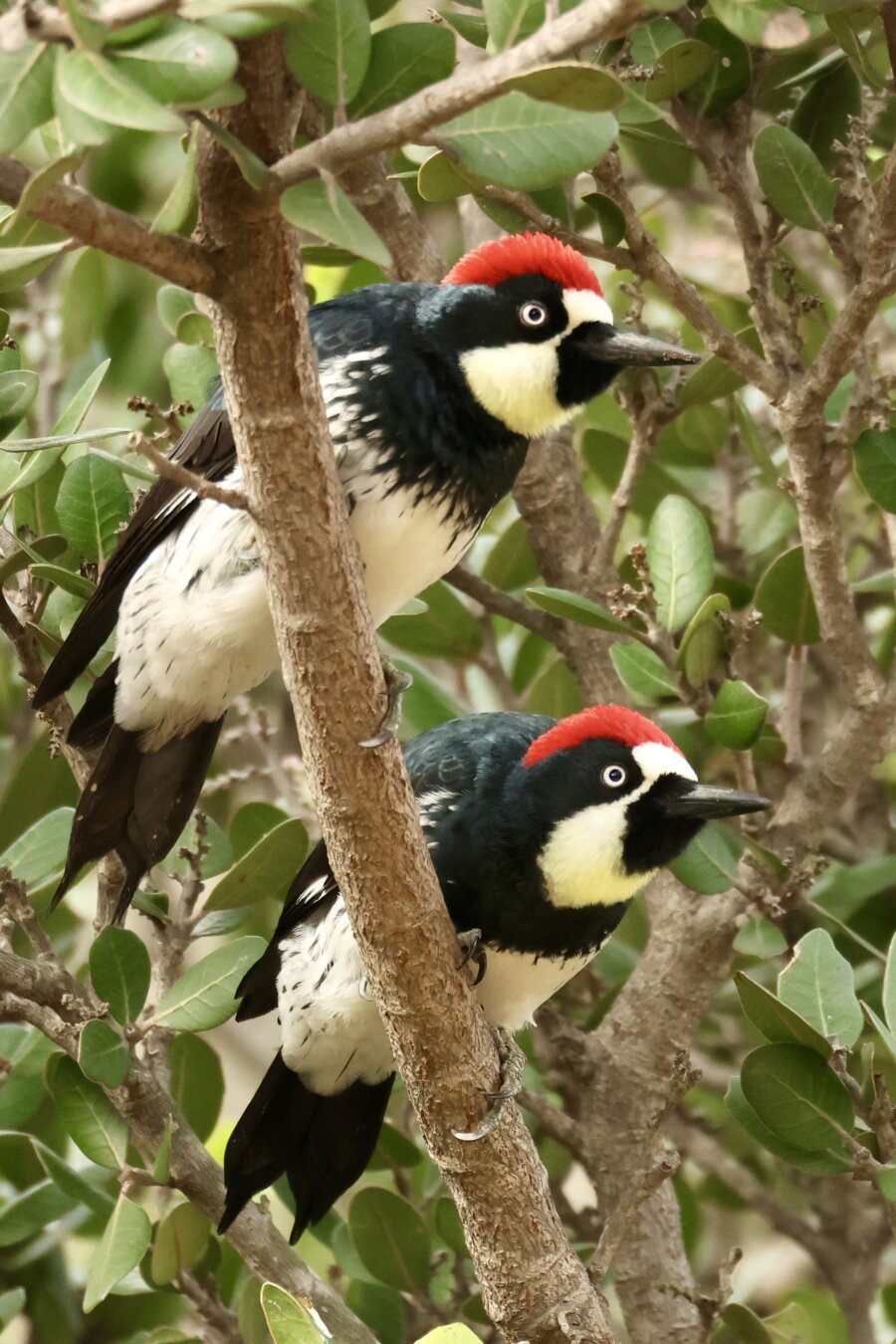 two clown-like birds cling to a branch and look alarmed, both gazing in the same direction.