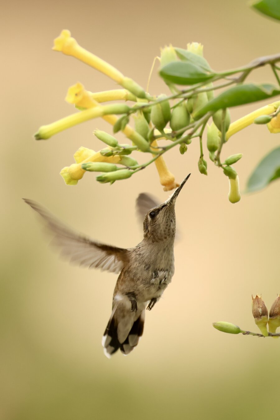a tiny bird with a long beak