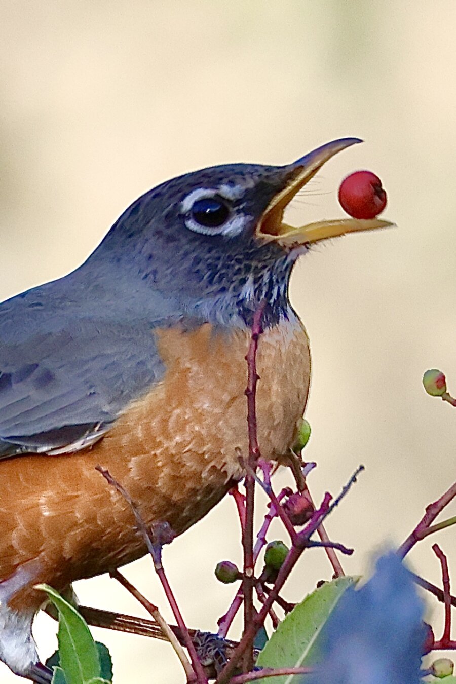 bird catches a bright red berry in its beak.