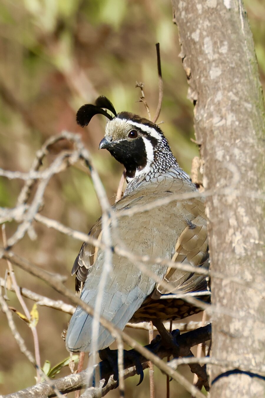 a crazy looking but handsome bird with a big bobbly looking feather on its head