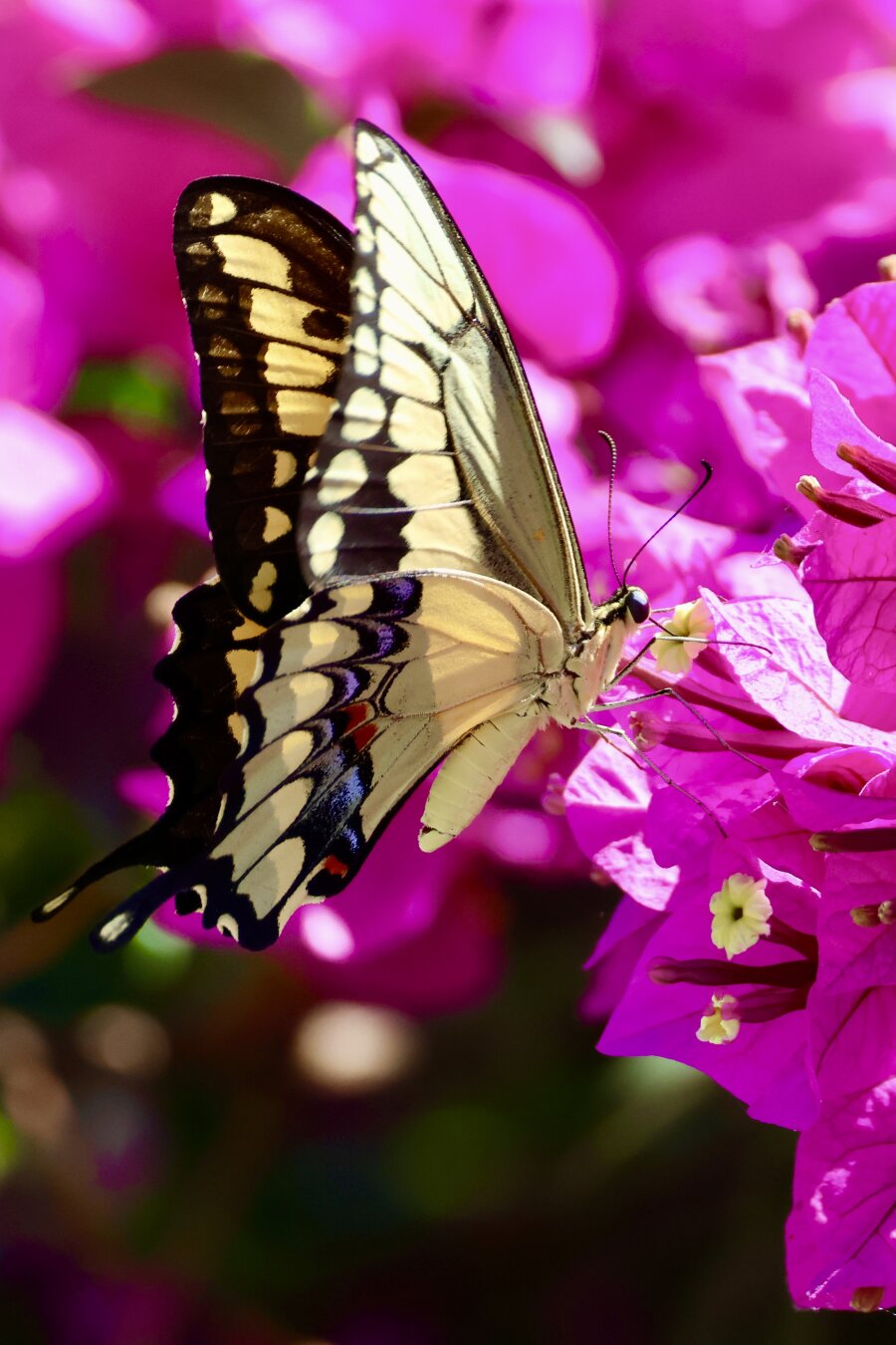 beautiful butterfly against a brilliant pink flower
