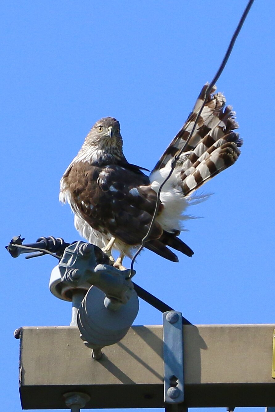 an agitated raptor on a power pole