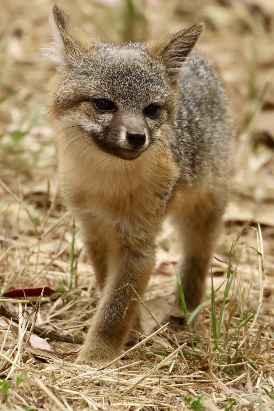 an incredibly cute fox.