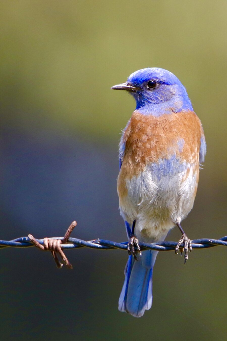 a gorgeous bluebird perches on a fence.