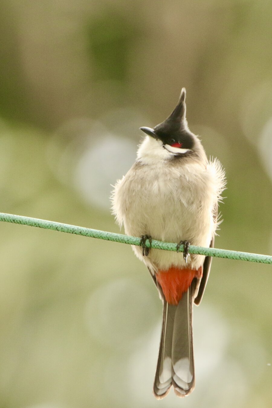 superbly gorgeous songbird on a wire
