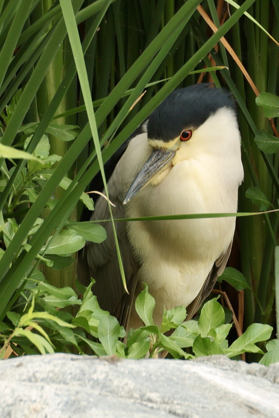 a bird hides in the rushes