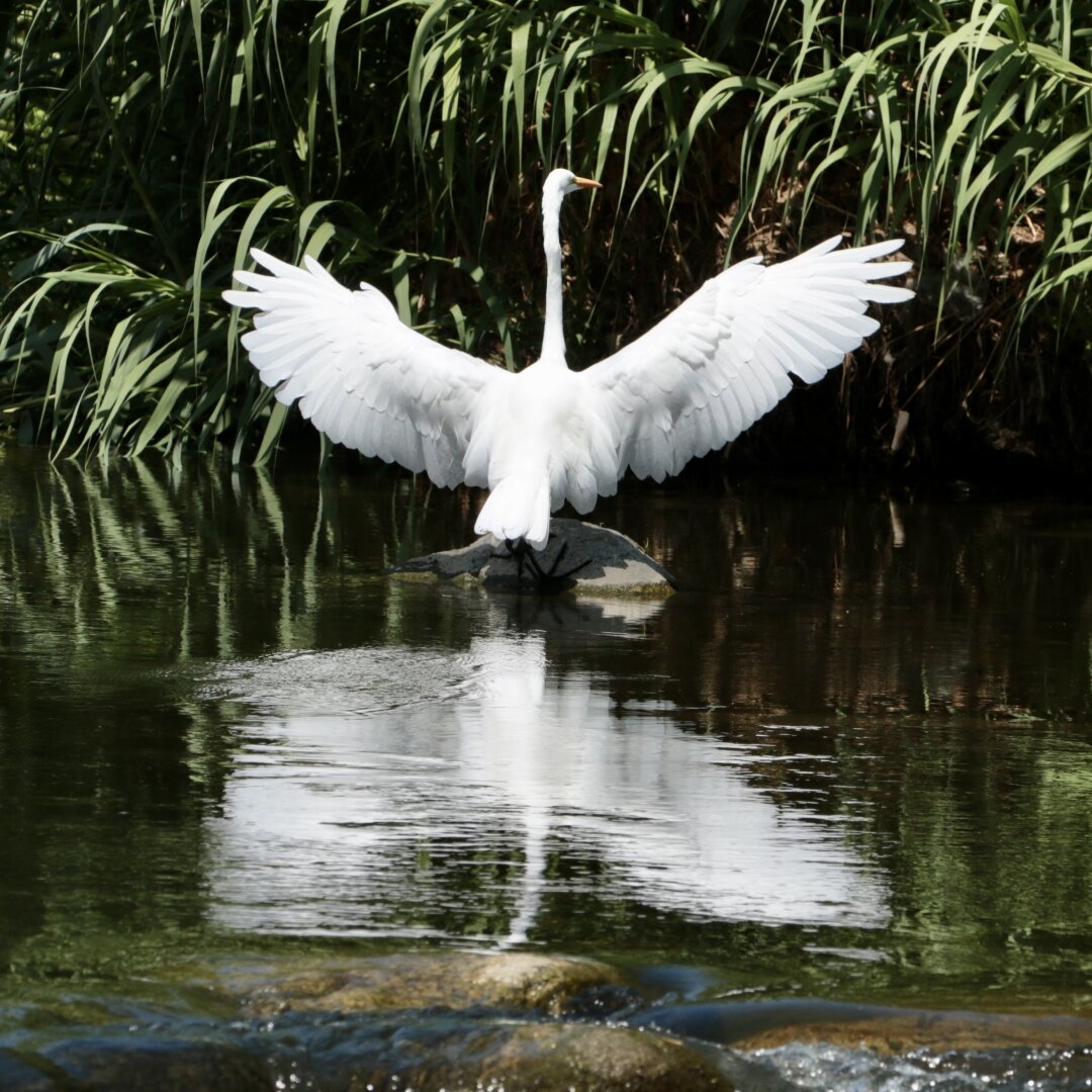 A large white bird spreads its angelic wings