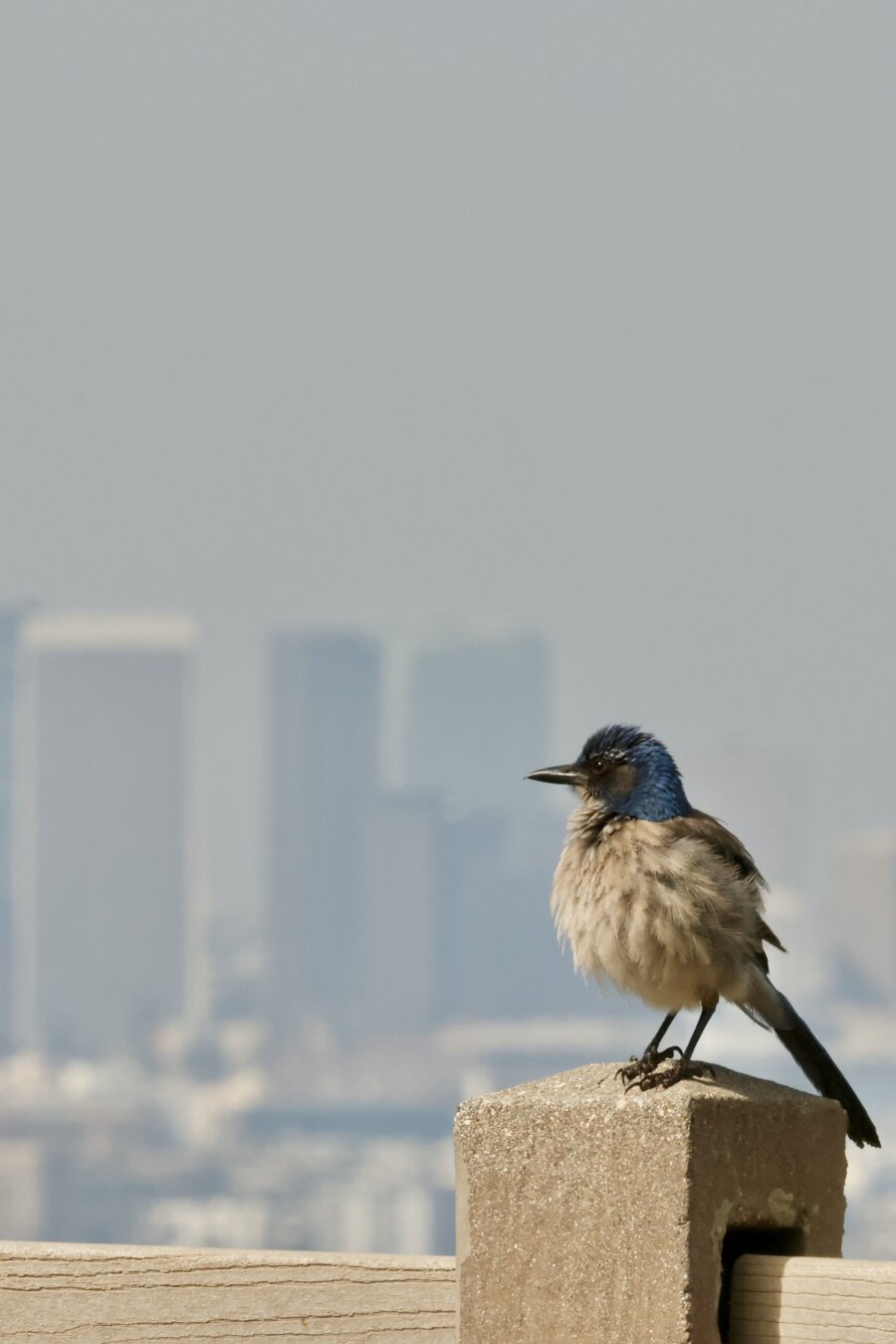 blue and white bird perches on a post. In the distance, skyscrapers.