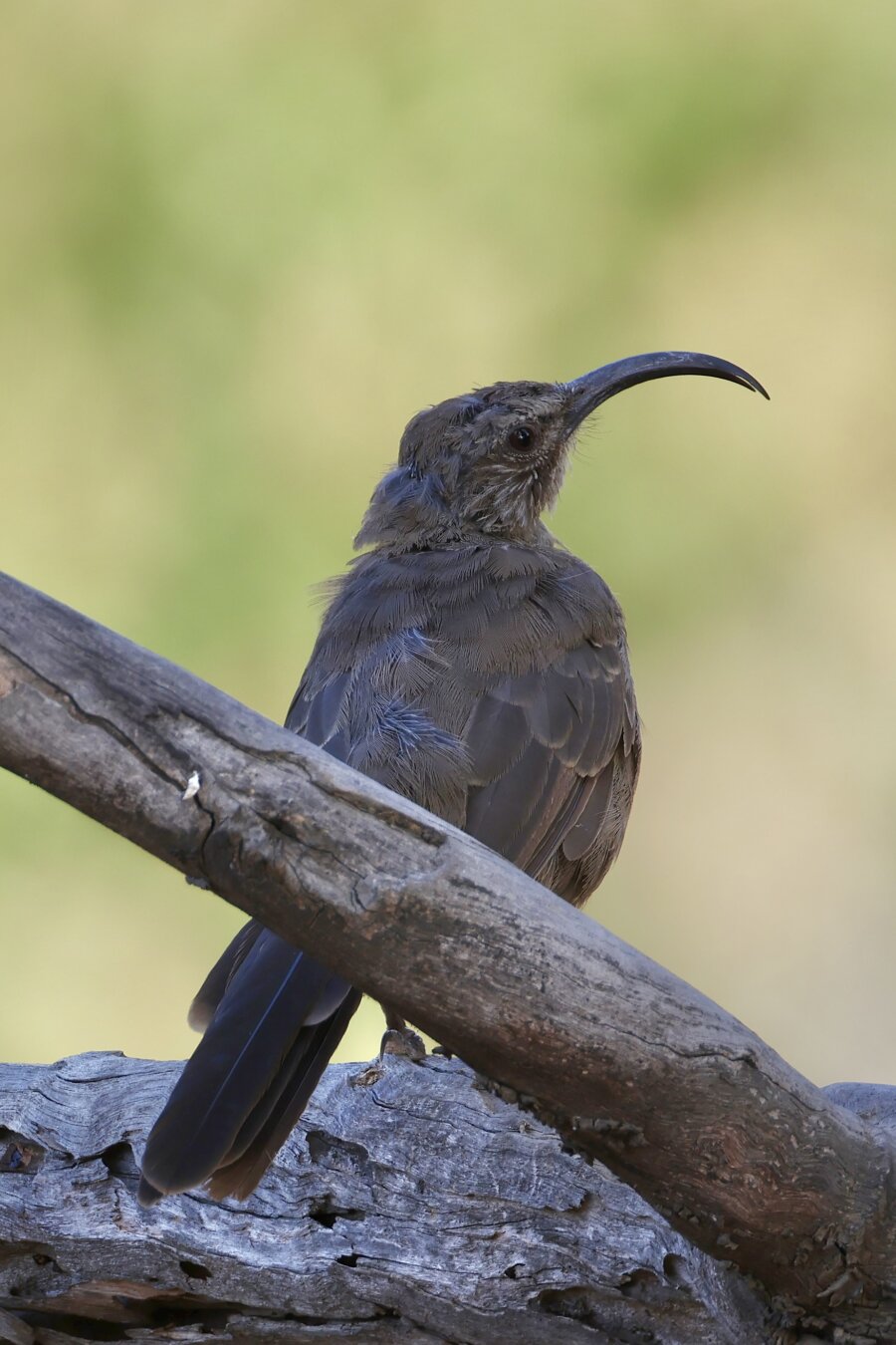 a medium sized bird with long curved beak