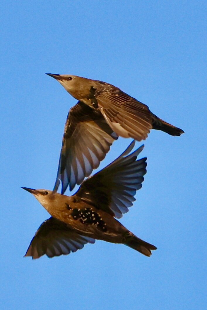two birds in flight