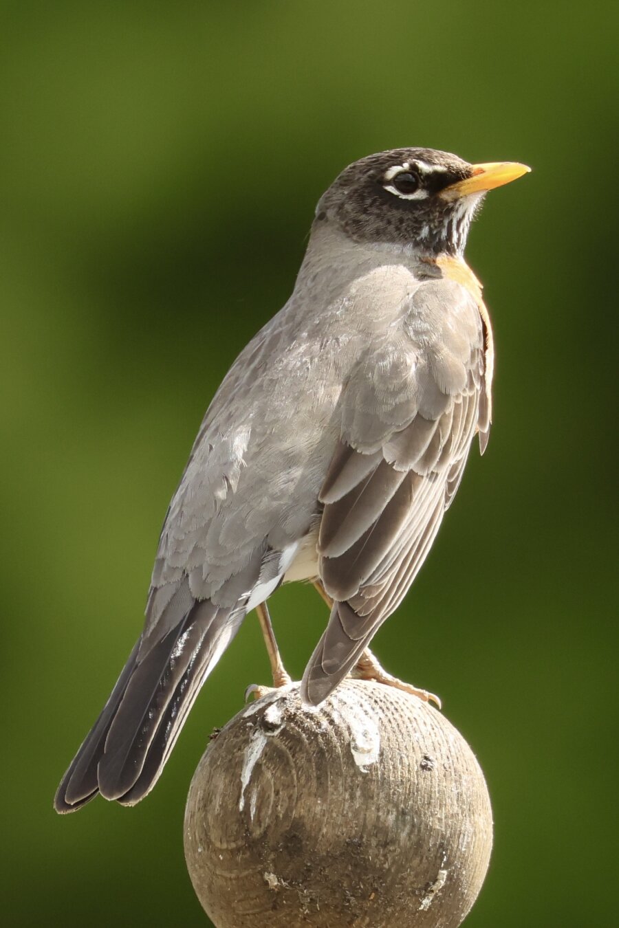 a robin that has lost almost all of its color.