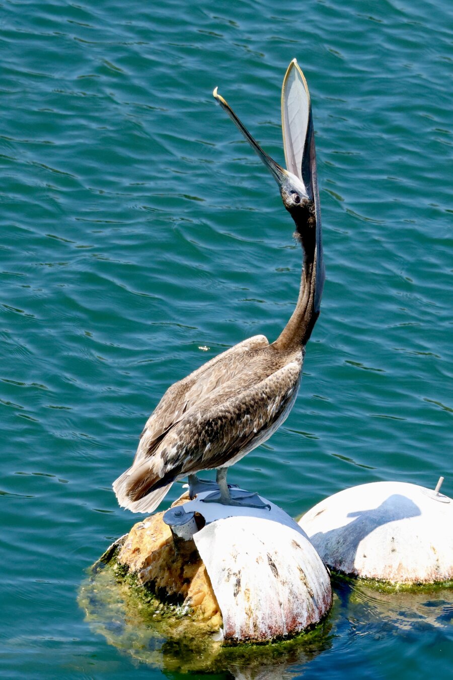 perched on a white spherical float in a body of water a large bird with an enormous beak tilts back its head.