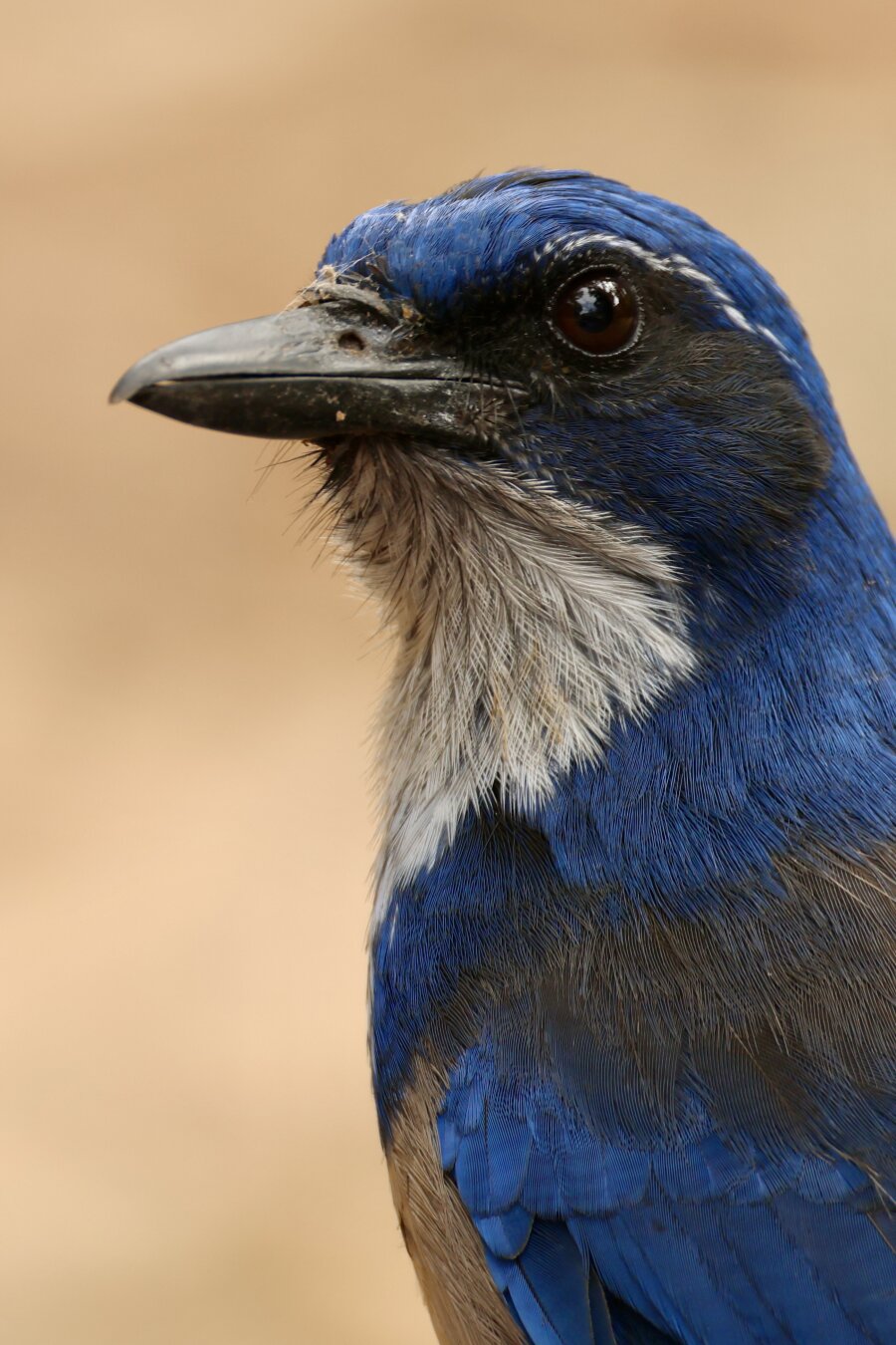 close up on a brilliant blue-and-white bird.
