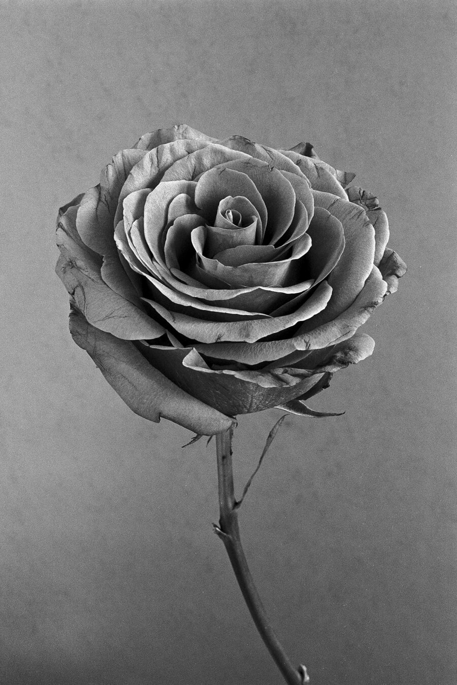 black and white picture of a rose