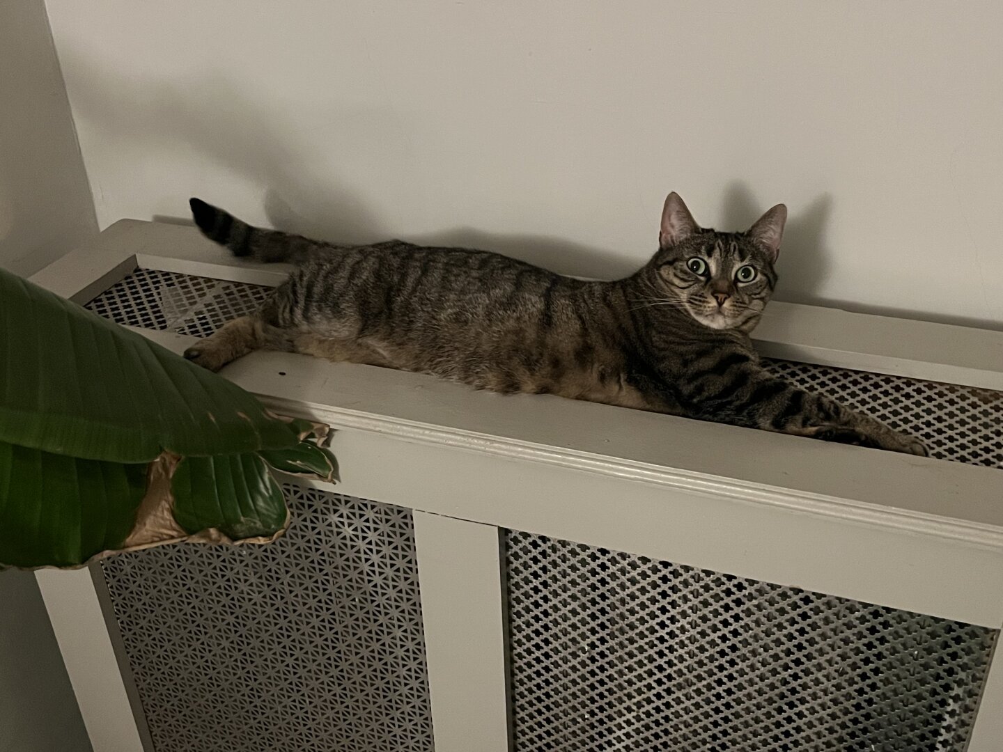 Cat sprawled atop radiator covering