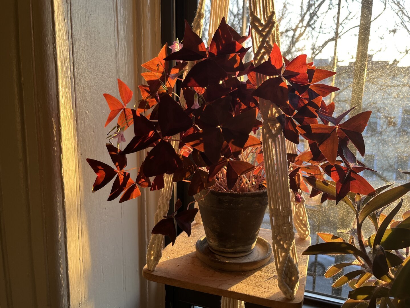 red oxalis plant