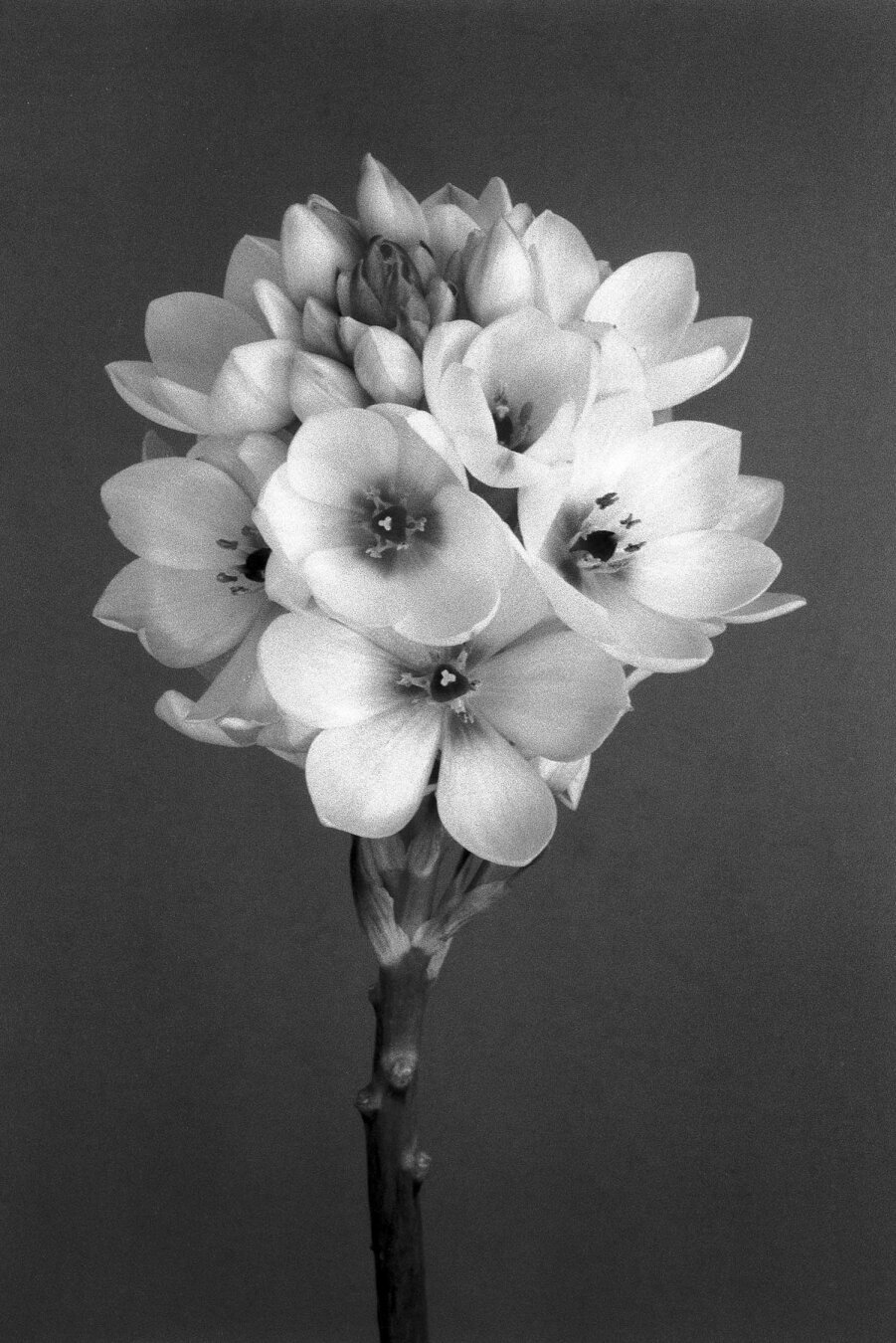 black and white image of unknown flower